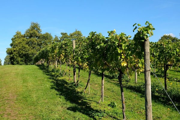 Vineyard Tour and Tasting for Two at Chilford Hall Vineyard