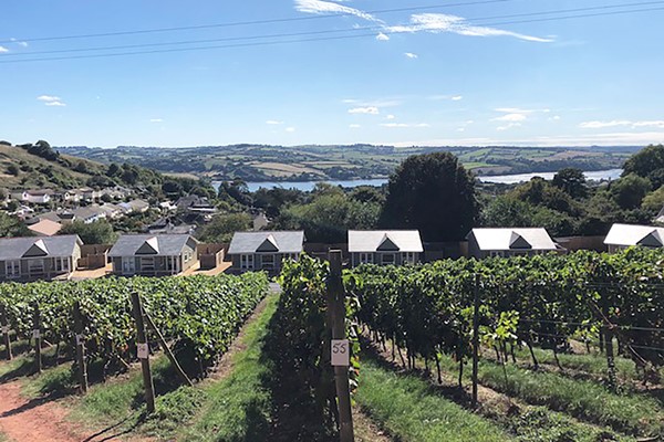 Blue skies and minima clouds over a vineyard with a row of houses in the background