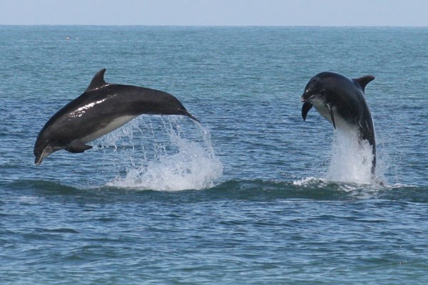 Two dolphins jumping out of the water in Cornwall
