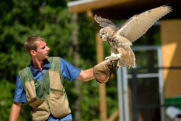 90 Minute Hawk Walk with North East Falconry