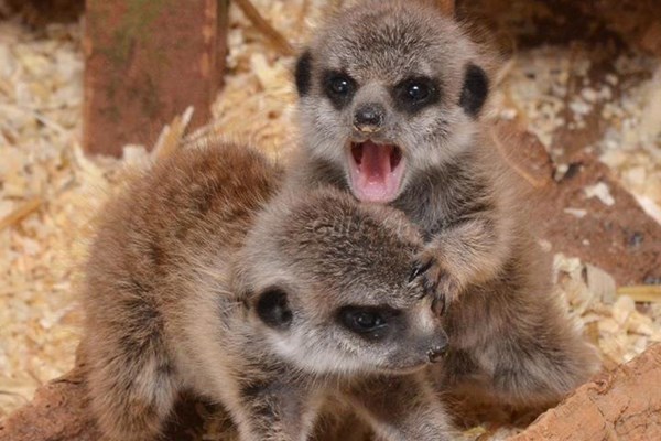 2 for 1 Meet the Meerkats at The Animal Experience