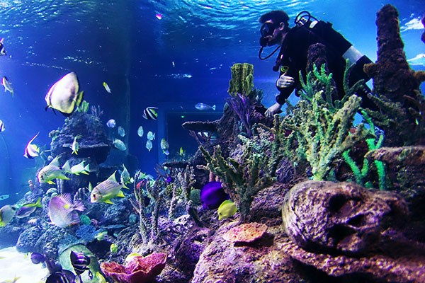 Diving with Sharks Experience at Skegness Aquarium Diving with Sharks Experience at Skegness Aquarium