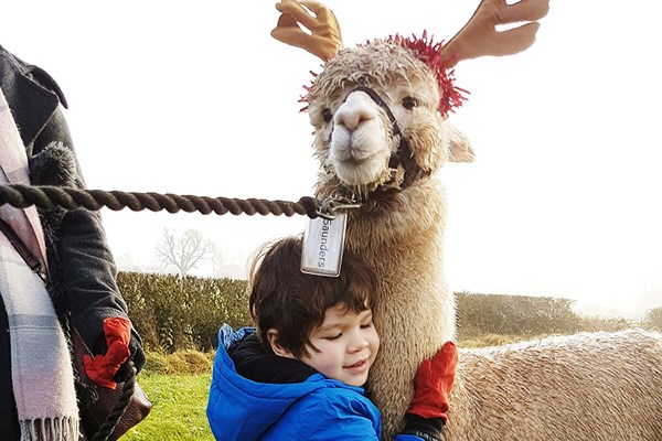 Alpaca Walk with Sparkling Afternoon Tea for Two with Charnwood Forest Alpacas Alpaca Walk with Sparkling Afternoon Tea for Two with Charnwood Forest Alpacas