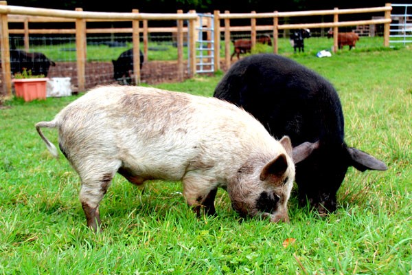 Pig Enthusiast Experience for Two at Kew Little Pigs Pig Enthusiast Experience for Two at Kew Little Pigs