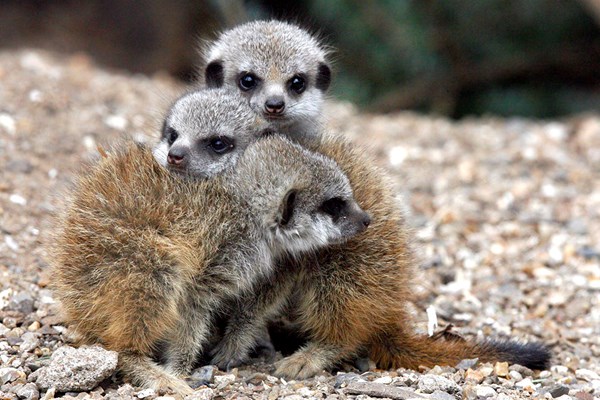 Animal Encounters Choice Voucher Animal Encounters Choice Voucher