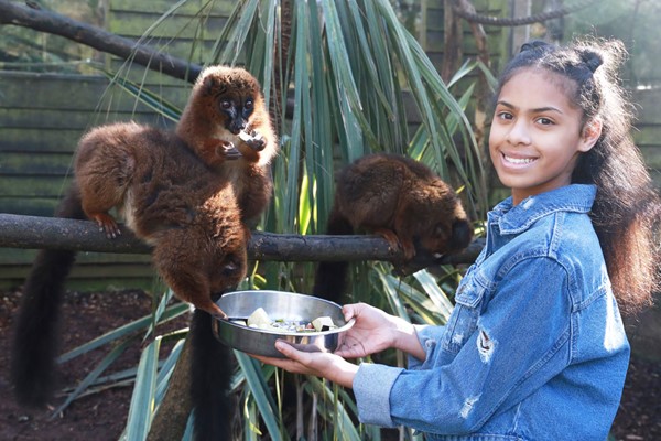 Young girl feeding a lemur at Shaldon Wildlife Trust Zoo, Devon