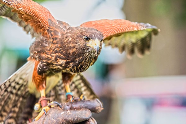 Two Hour Birds of Prey Experience for One at CJ's Birds of Prey