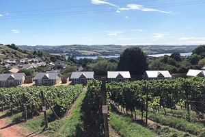 Old Walls Vineyard Tour and Tasting in Devon with Lunch for Two