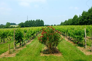 Chilford Hall Vineyard Tour and Tasting with Afternoon Tea for Two