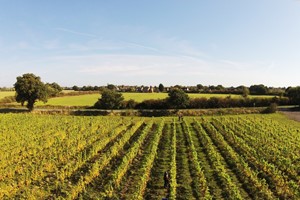 Vineyard Tour and Tasting with Lunch for Two at Prettyfields Vineyard