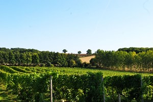 Vineyard Tour and Wine Tasting at Chilford Hall for Two