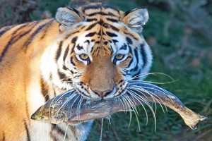 Entry to Linton Zoo for Two