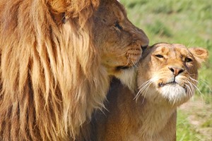 Entry to Linton Zoo for Four