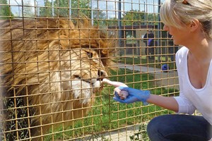 Entry to Linton Zoo with a Big Cat Meet and Feed for One