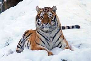Entry to Linton Zoo with a Big Cat Meet and Feed for Two