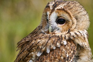 Online Meet and Greet with the Birds at Hilltop Birds of Prey