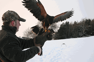 Bird of Prey Half Day Experience UK Wide