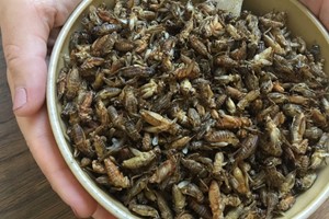 Horizon Insects Grow Your Own Edible Insects Starter Box