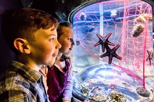 SEA LIFE Brighton Entry for One Adult and One Child