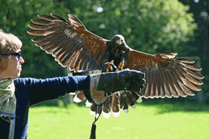 Birds of Prey Experience in Hampshire