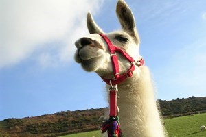Llama Trekking with Cream Tea for One