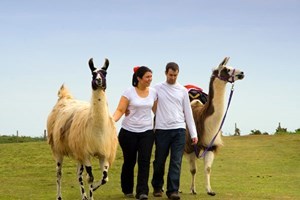 Llama Trekking and Cream Tea for Two
