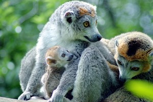 Meet The Animals at Bristol Zoo including Entry for Two and Free Drink