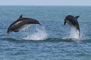 Dolphin Watching for Two