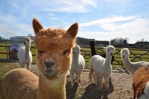 Family Adventure at Alpaca Annie
