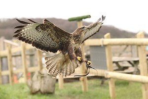 Half Day Falconry Experience with Coda Falconry
