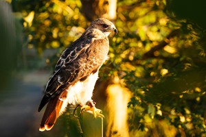 2 for 1 Half Day Falconry Experience with Coda Falconry