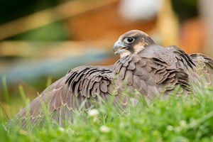 Full Day Medieval Falconry Experience at Hedingham Castle