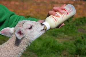 Entry for Two Adults and Two Children at Matlock Farm