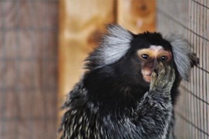 Exotic Animal Keeper Experience for Two at Viaduct Sanctuary