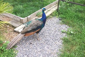 Exotic Animal Keeper Experience at Viaduct Sanctuary
