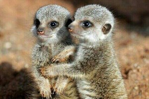 Meerkat Experience at Viaduct Sanctuary