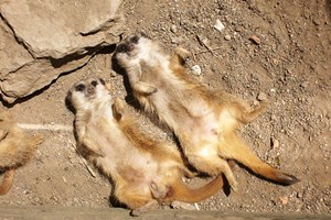 Feed the Meerkats Experience for Two at Kirkleatham Owl Centre