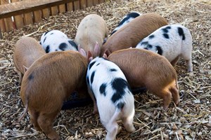 Animal Encounters Choice Voucher