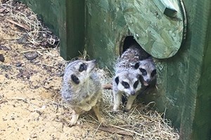 Meet the Meerkats Experience for Two at Willow’s Bird of Prey Centre