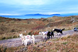 Husky Hiking Experience for One at Dorchar Aile