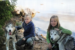 Husky Dog Sledding Experience for One at Dorchar Aile