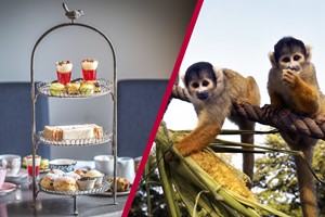 Afternoon Tea with Fizz at Gordon Ramsay's York and Albany and London Zoo for Two