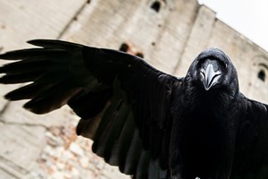 Meet Loki the Raven Experience for Two with Coda Falconry