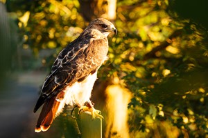 Two Hour Falconry Experience for Two with Coda Falconry