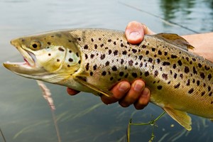 Introduction to Trout Fly Fishing Experience for One