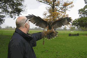 Bird of Prey Day UK Wide
