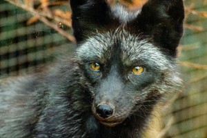 Exotic Zoo Entry and a 30 Minute Fox Experience for Two