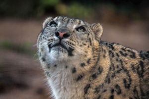 Welsh Mountain Zoo Entry and Snow Leopard Experience for Two