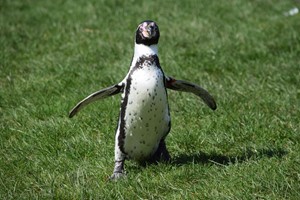 Welsh Mountain Zoo Entry and Humboldt Penguin Experience for Two