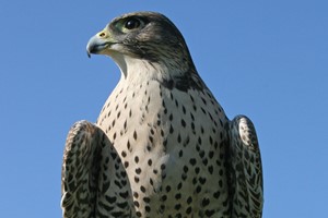 Half Day Falconry Experience at Hilltop Birds of Prey for Two
